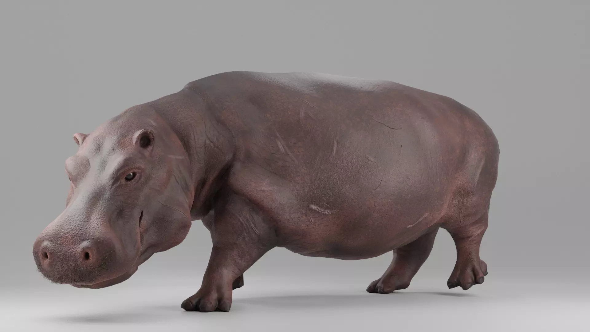 Hippopotamus Rigged Low-poly 3D model_0