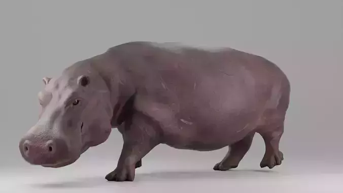 Hippopotamus Rigged  Low-poly 3D model
