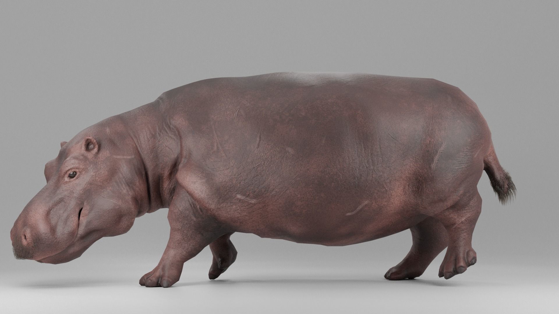 Hippopotamus Rigged Low-poly 3D model_6