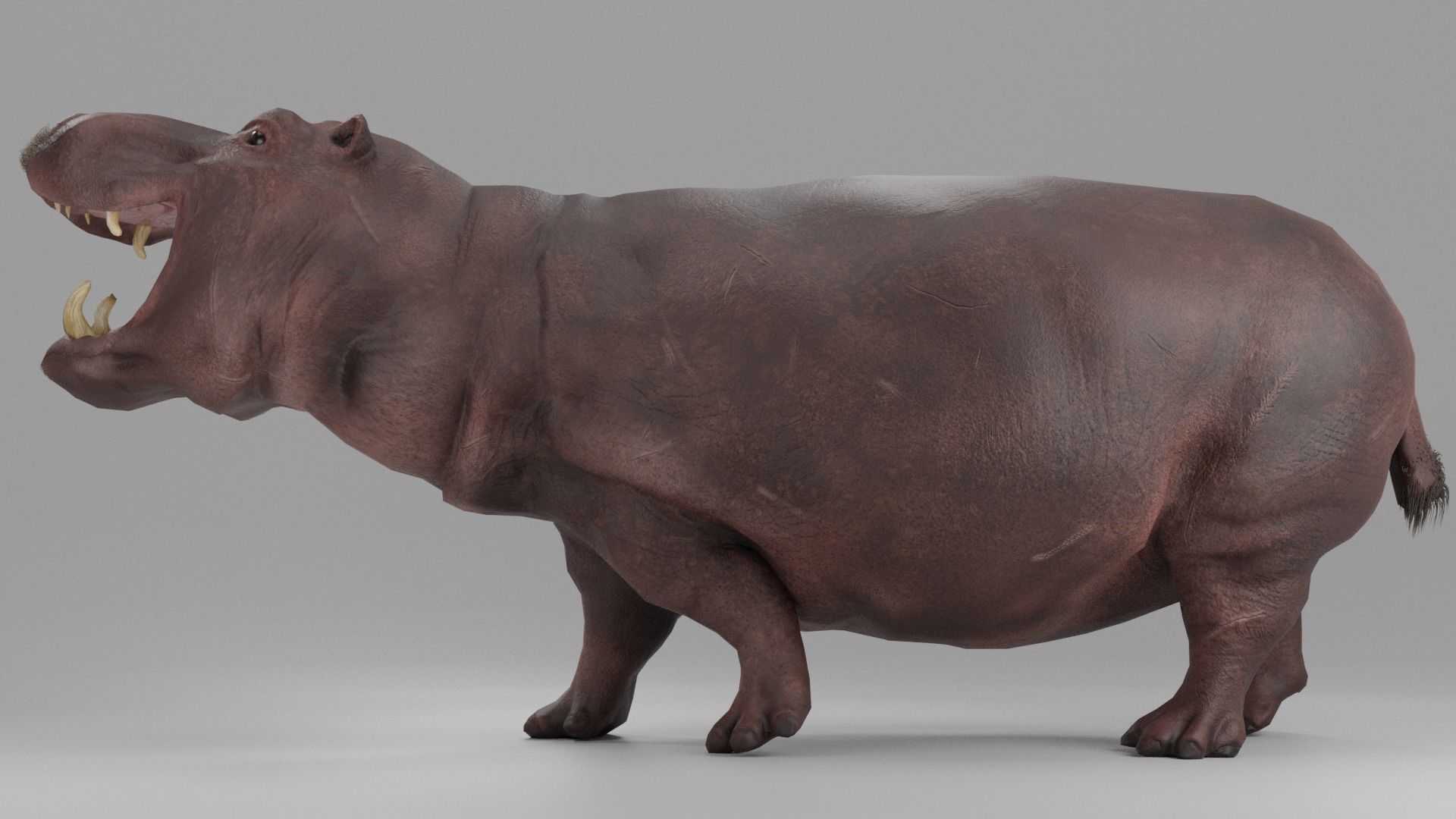 Hippopotamus Rigged Low-poly 3D model_2