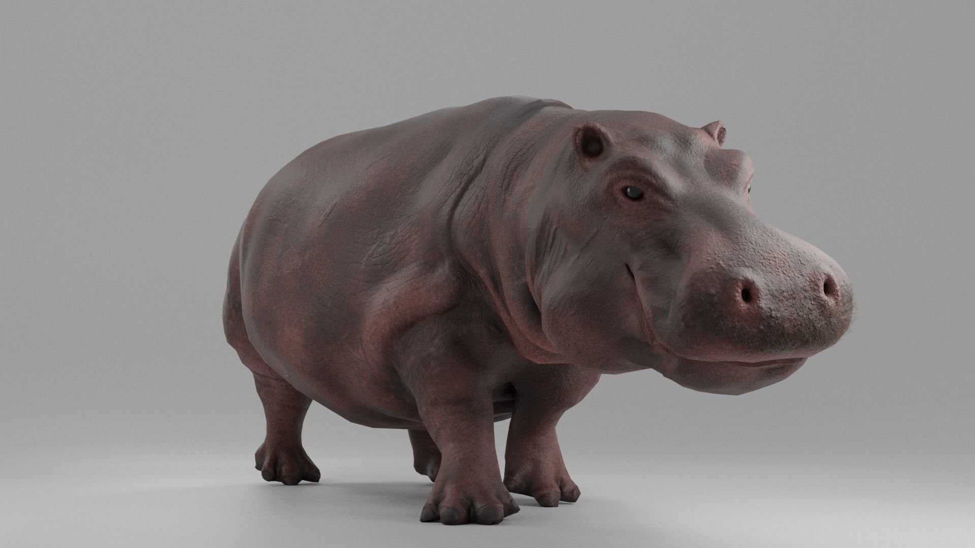 Hippopotamus Rigged Low-poly 3D model_4