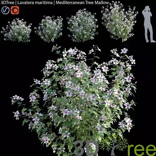 Lavatera maritima - Mediterranean Tree Mallow 3D model