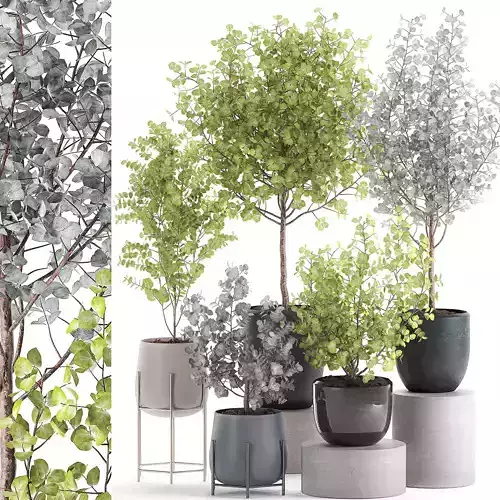 Eucalyptus trees in a flowerpot for interior design 551