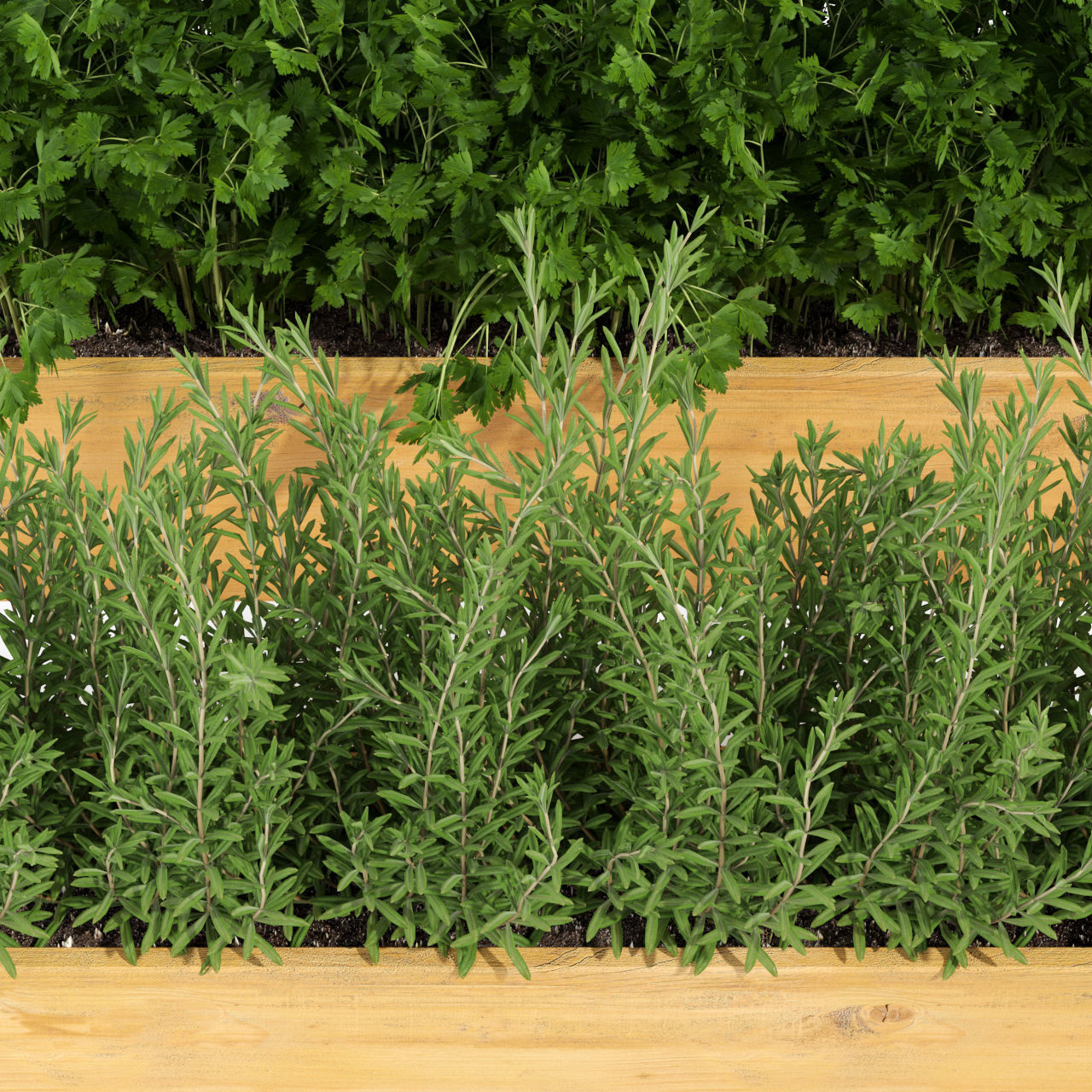 Plants collection 286 3D model_1