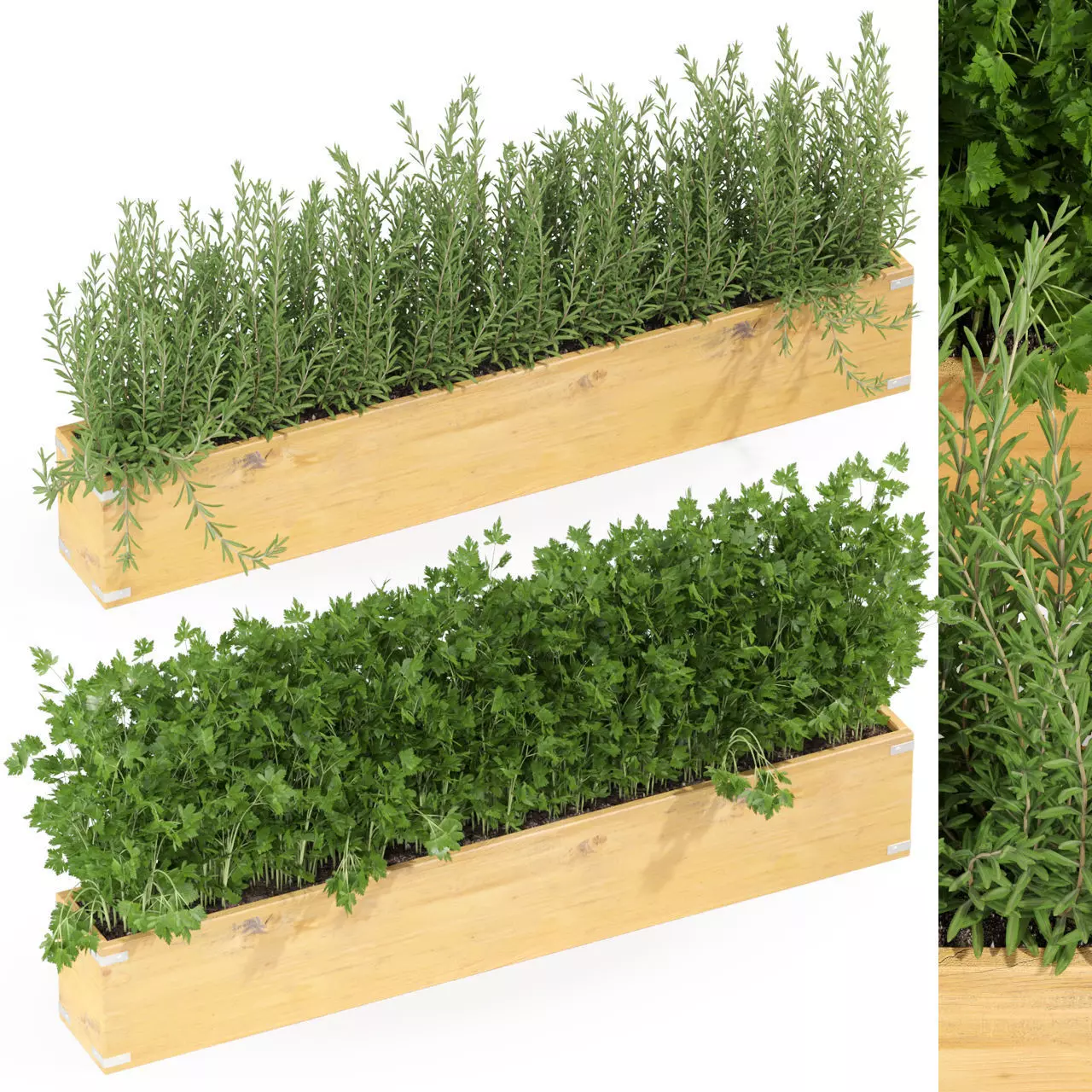 Plants collection 286 3D model_0