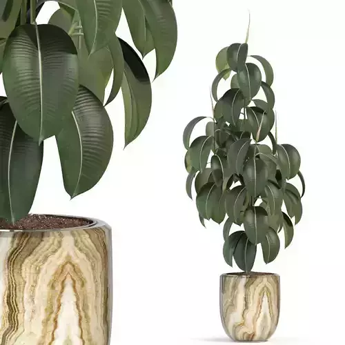 Plants collection 288