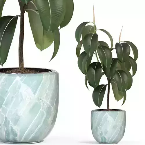 Plants collection 289