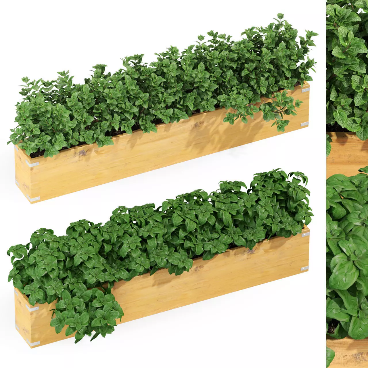 Plants collection 291 3D model