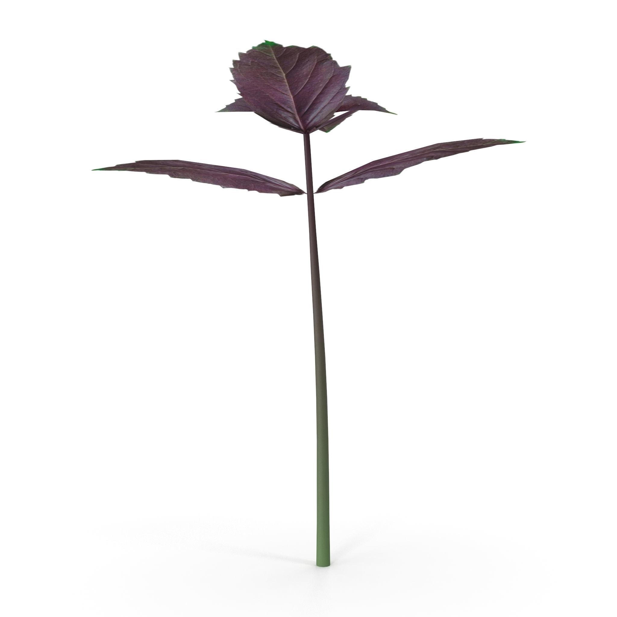 Opal Basil 3D model_6