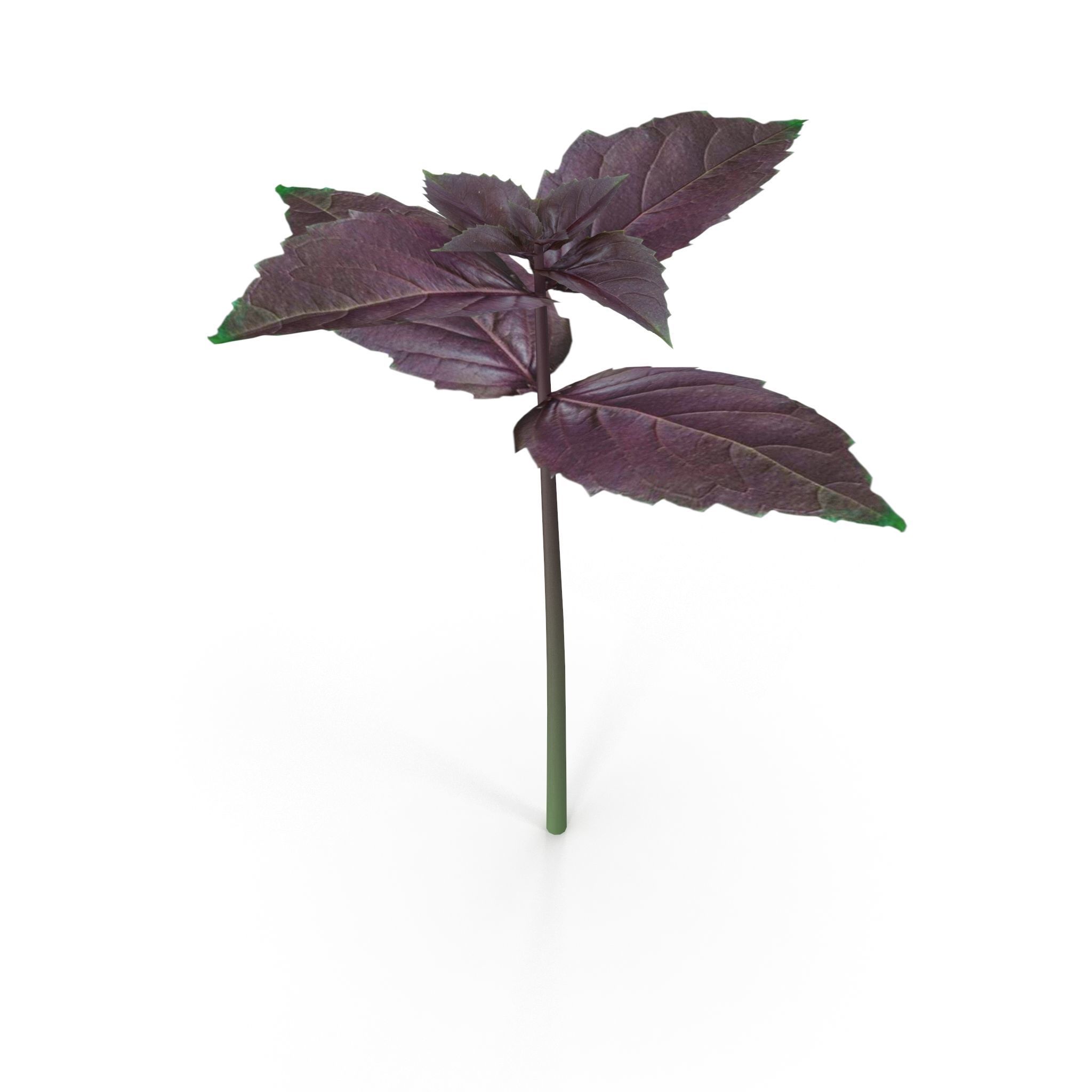 Opal Basil 3D model_7