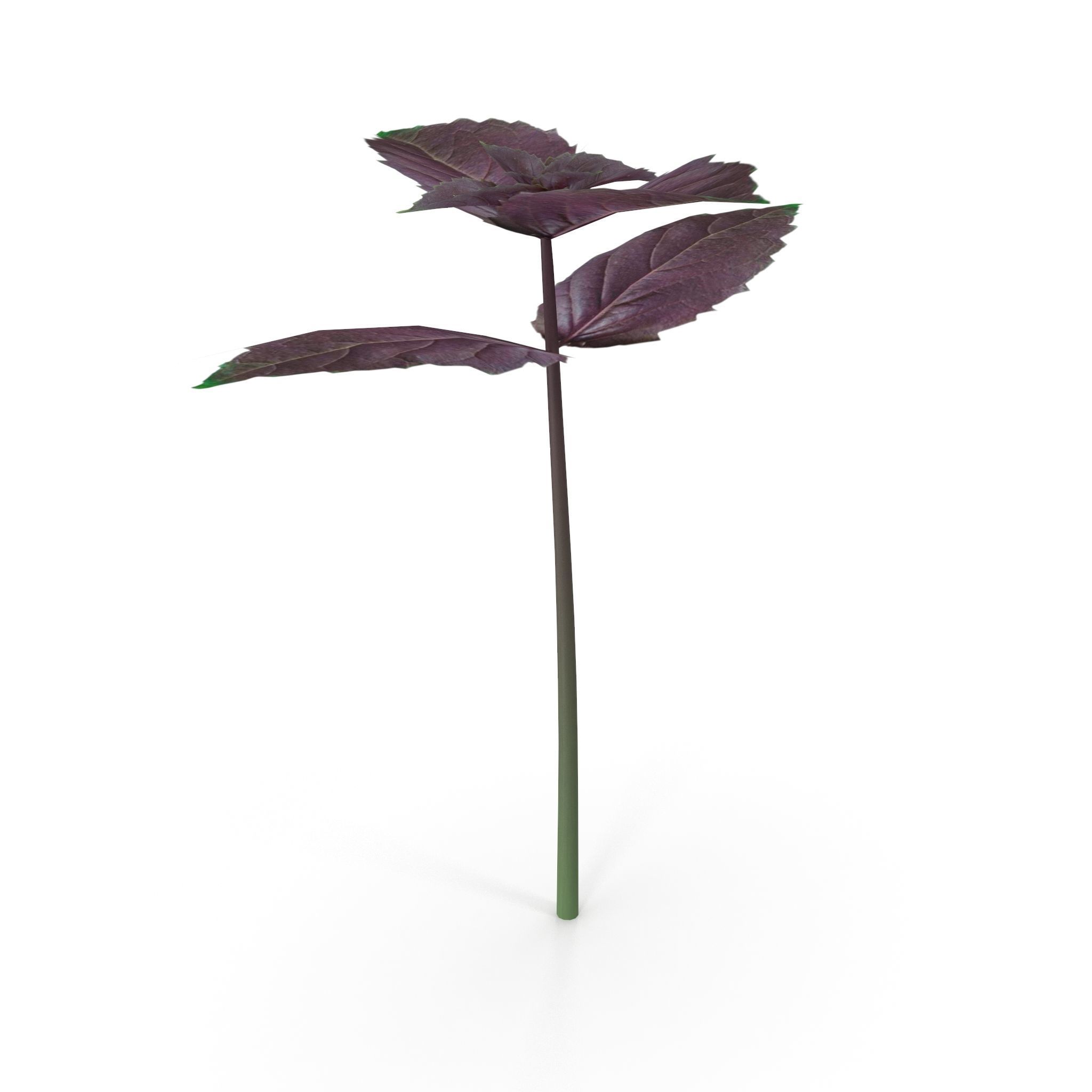 Opal Basil 3D model_4