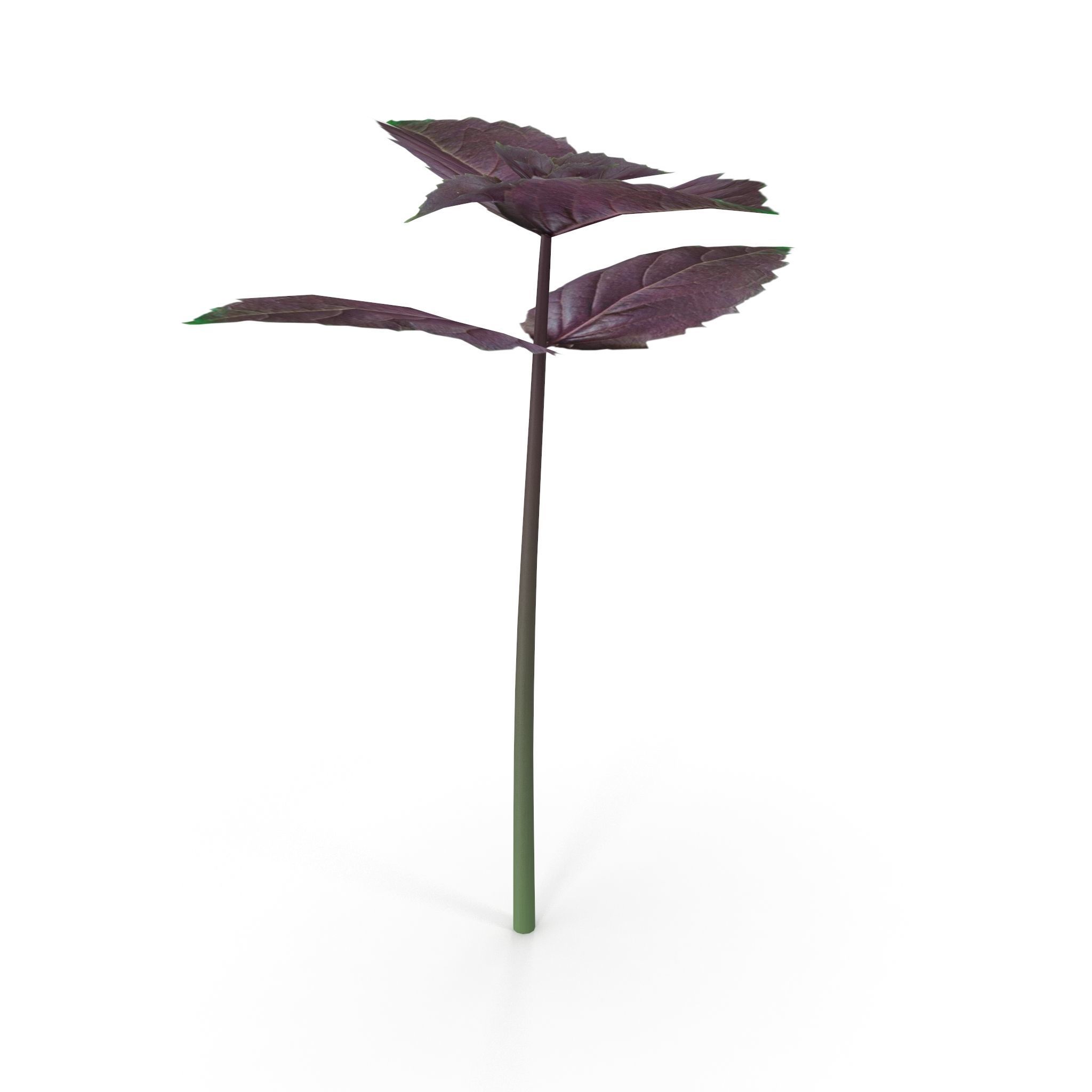 Opal Basil 3D model_3