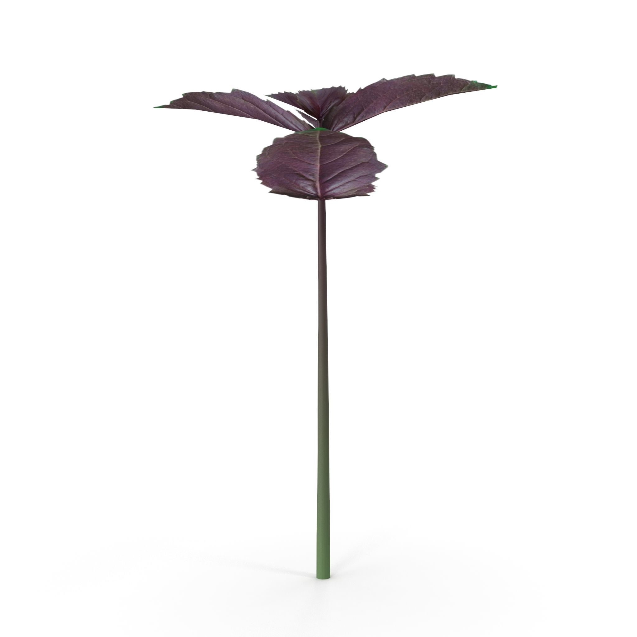 Opal Basil 3D model_5