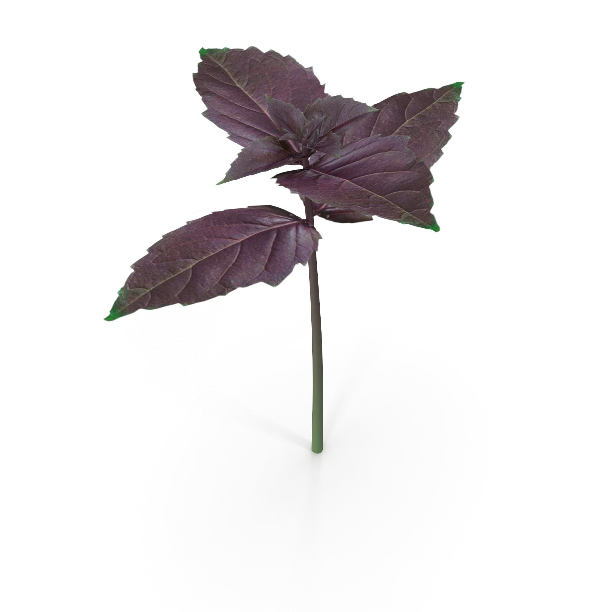 Opal Basil 3D model_2