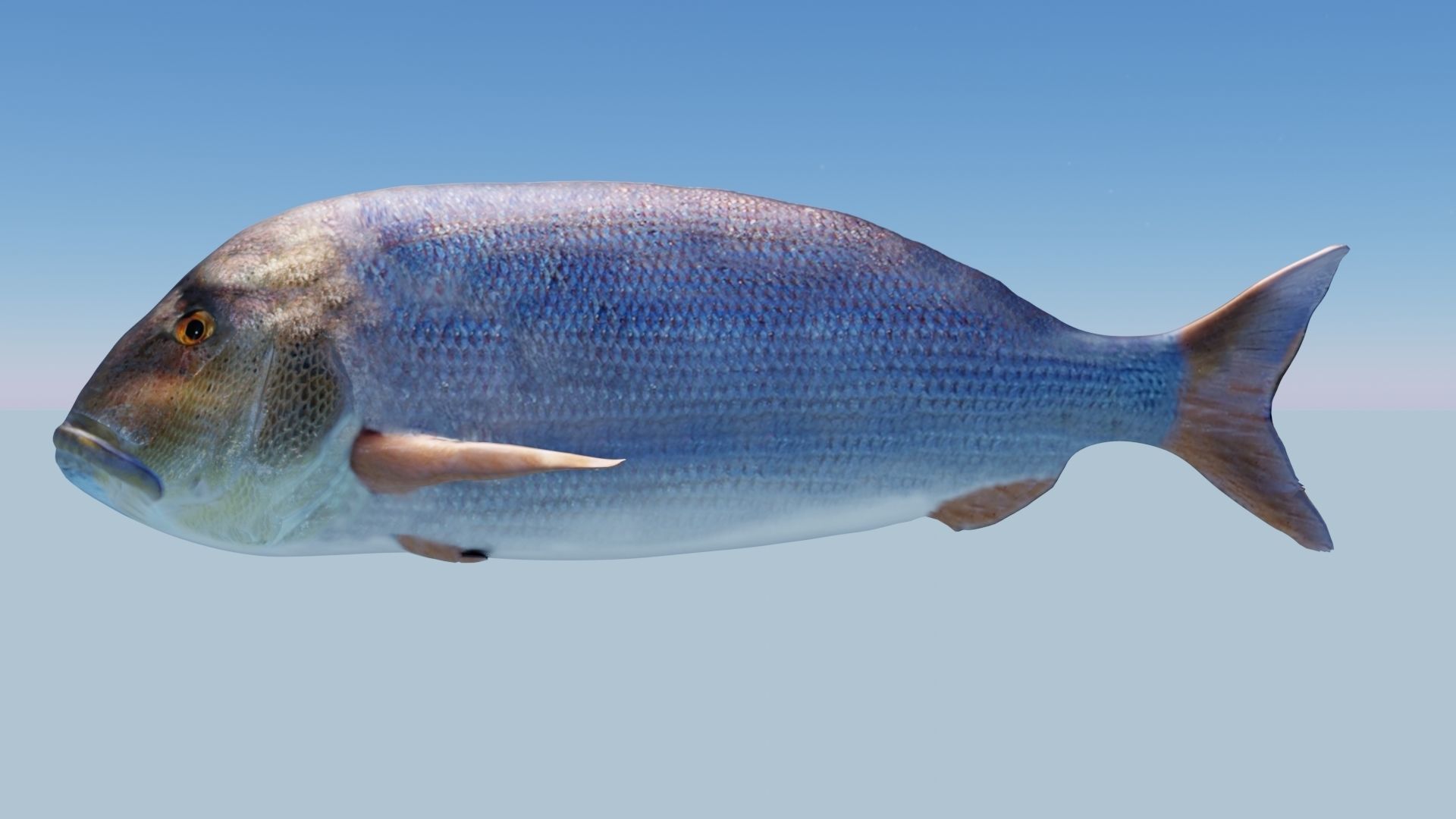 Collection of 4 photorealistic fishes animated _11