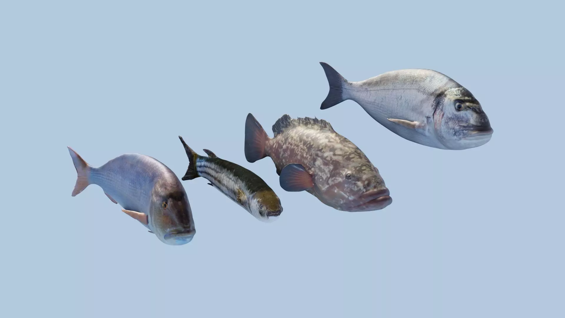 Collection of 4 photorealistic fishes animated _0