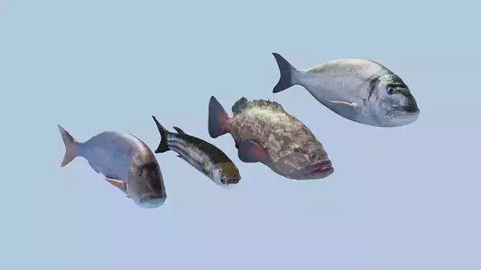 Collection of 4 photorealistic fishes animated 