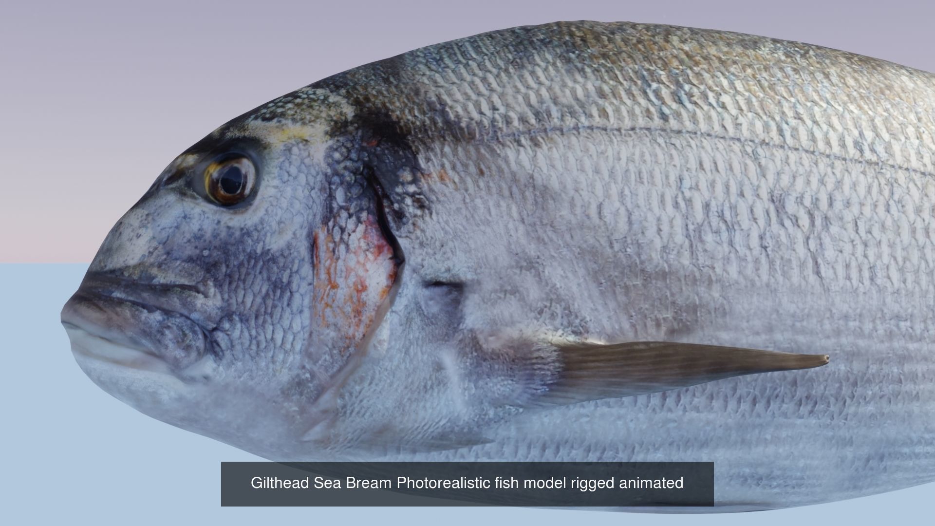 Collection of 4 photorealistic fishes animated _10