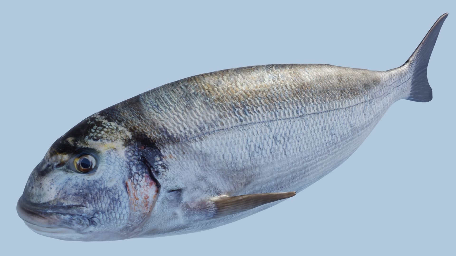 Collection of 4 photorealistic fishes animated _19