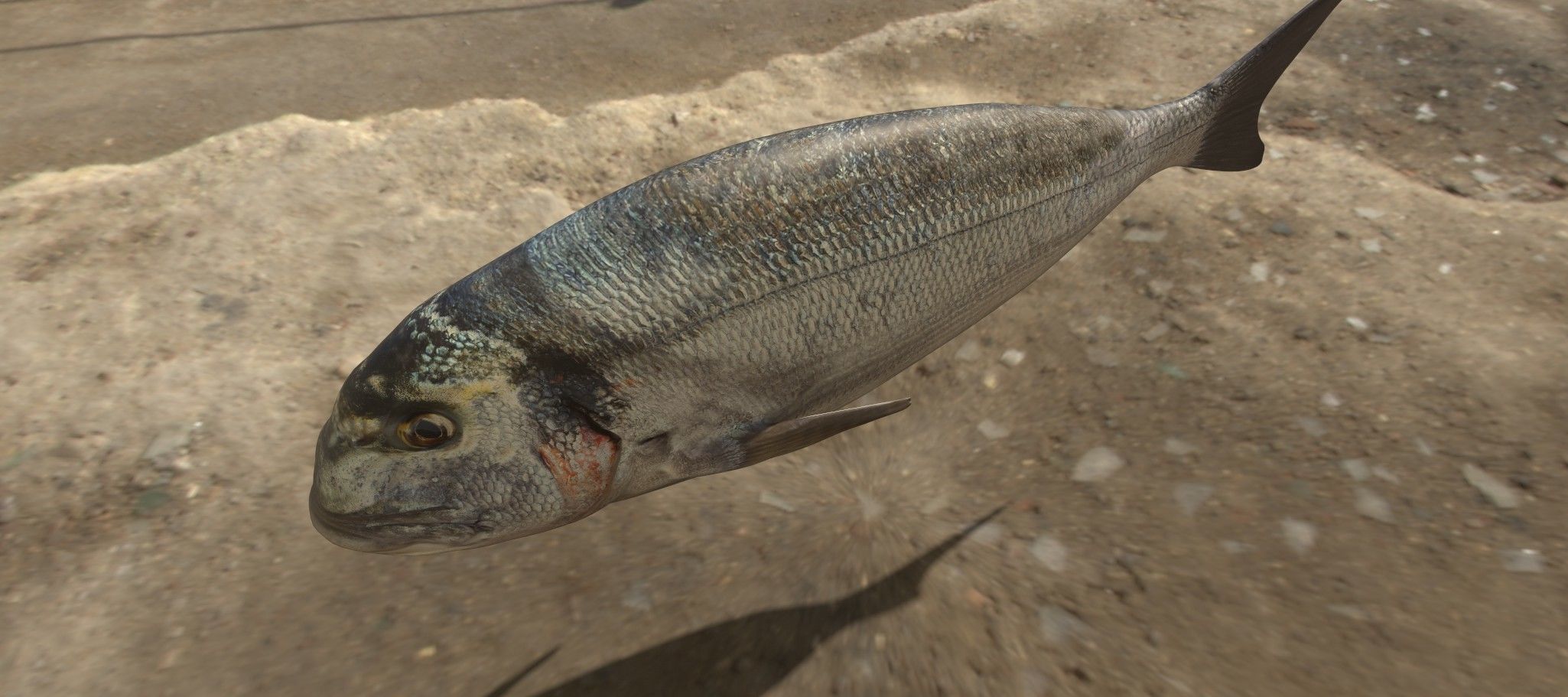 Collection of 4 photorealistic fishes animated _23