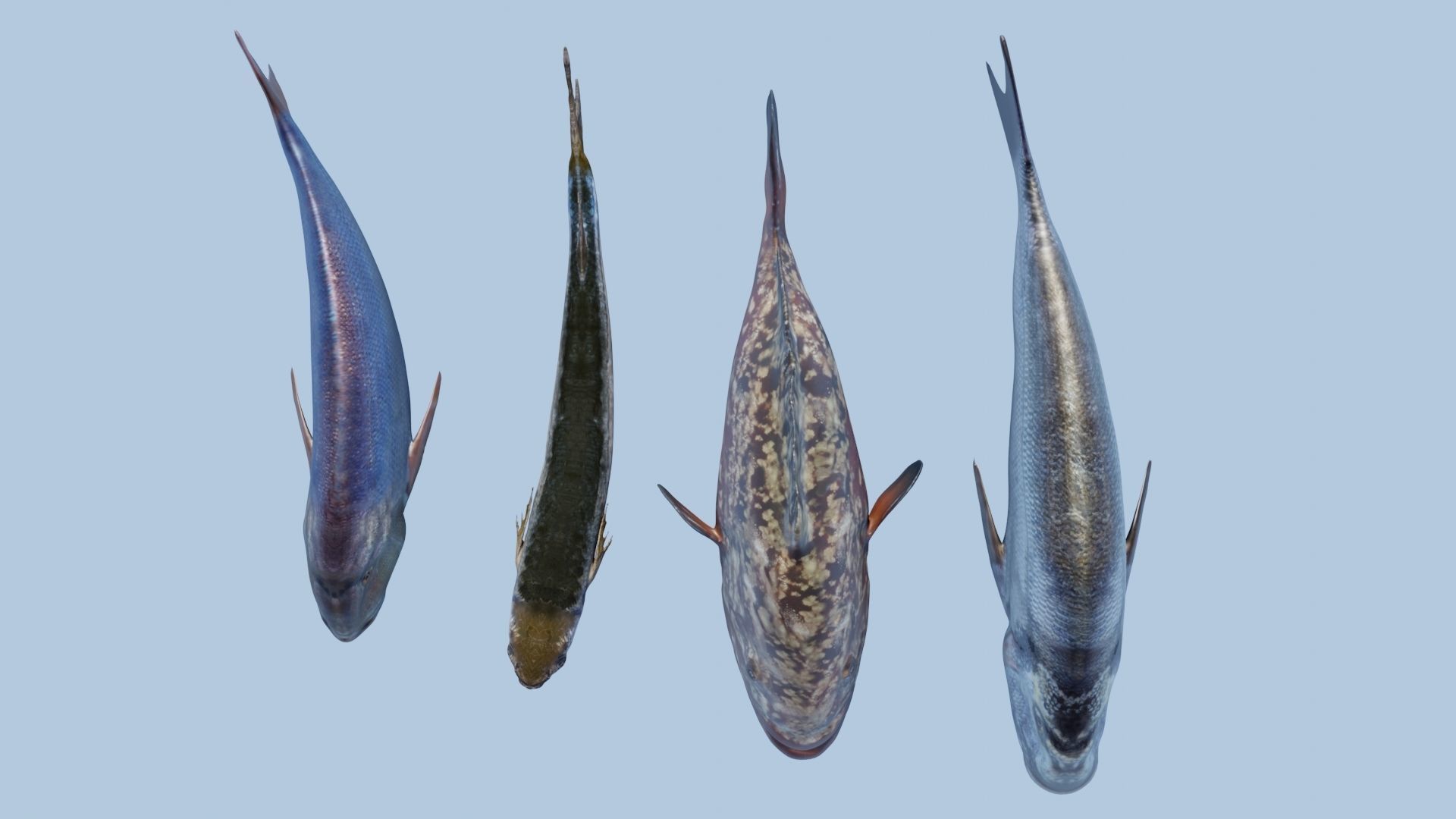 Collection of 4 photorealistic fishes animated _6