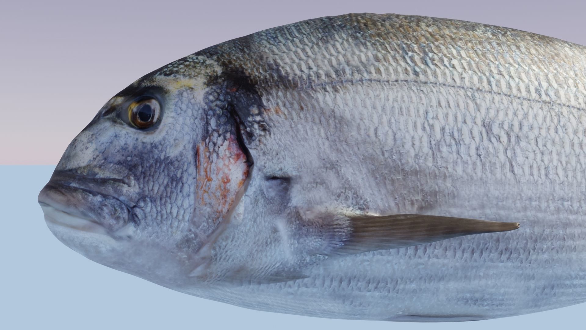 Collection of 4 photorealistic fishes animated _20