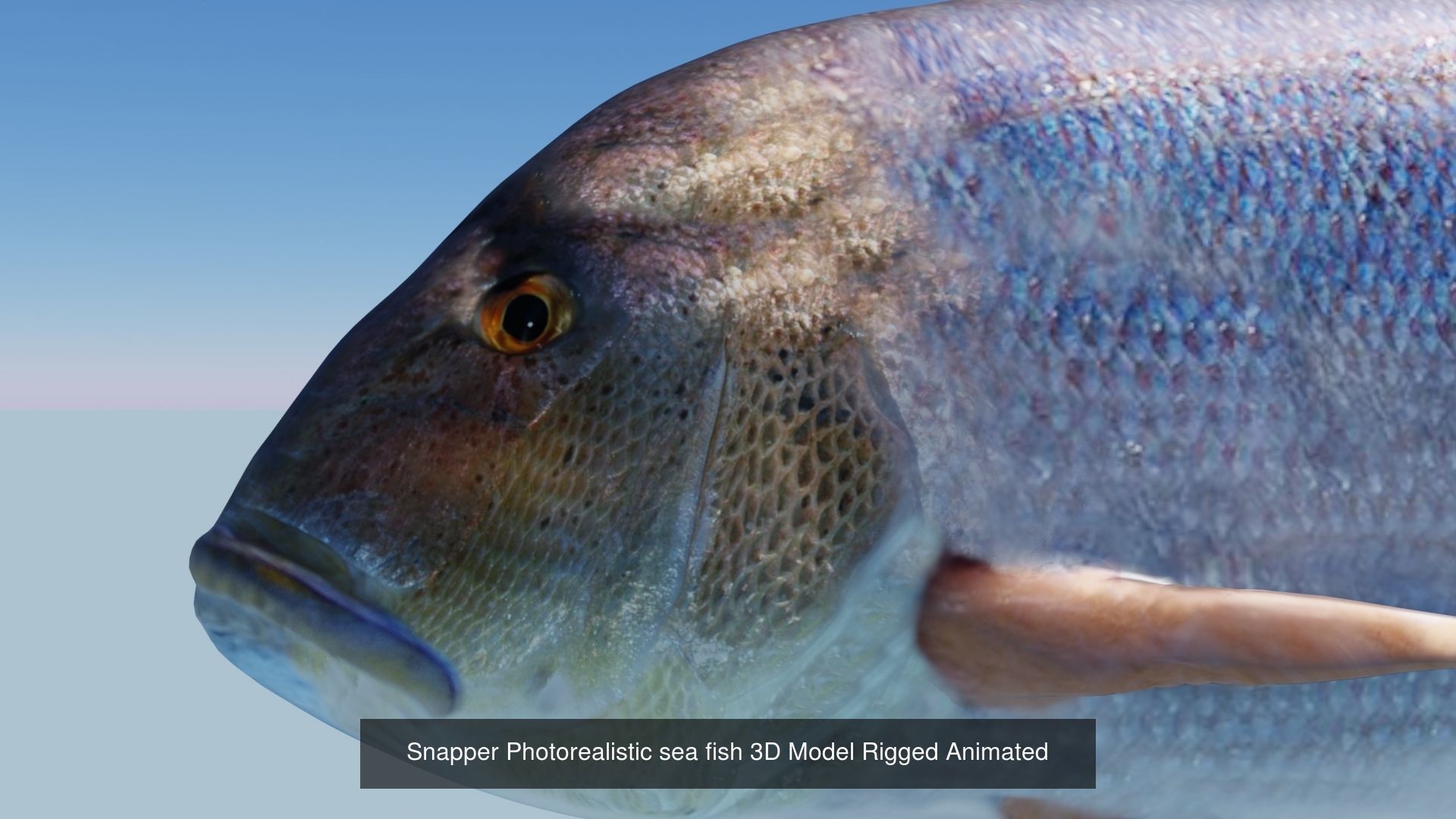 Collection of 4 photorealistic fishes animated _9