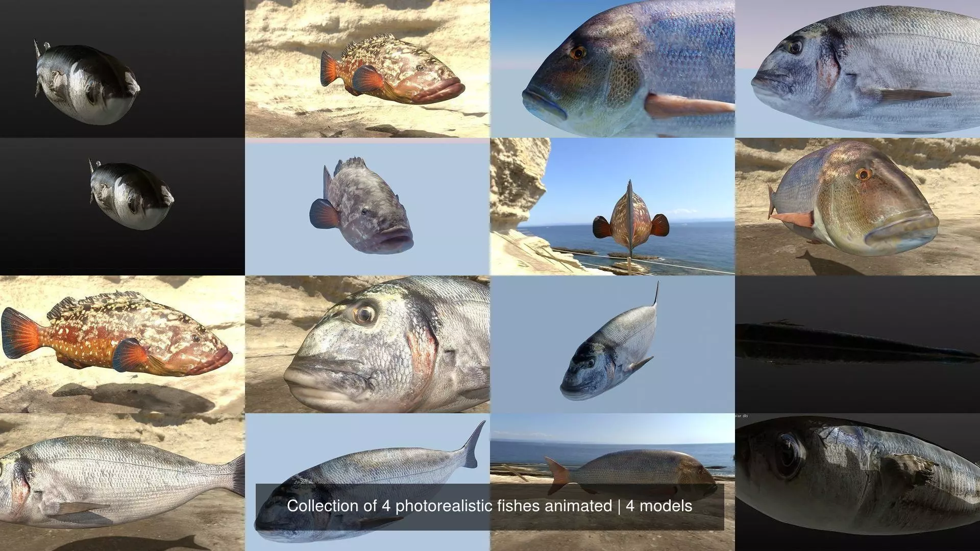 Collection of 4 photorealistic fishes animated _5