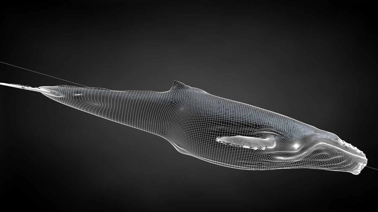 Humpback Whale C4D Rigged 3D model_35