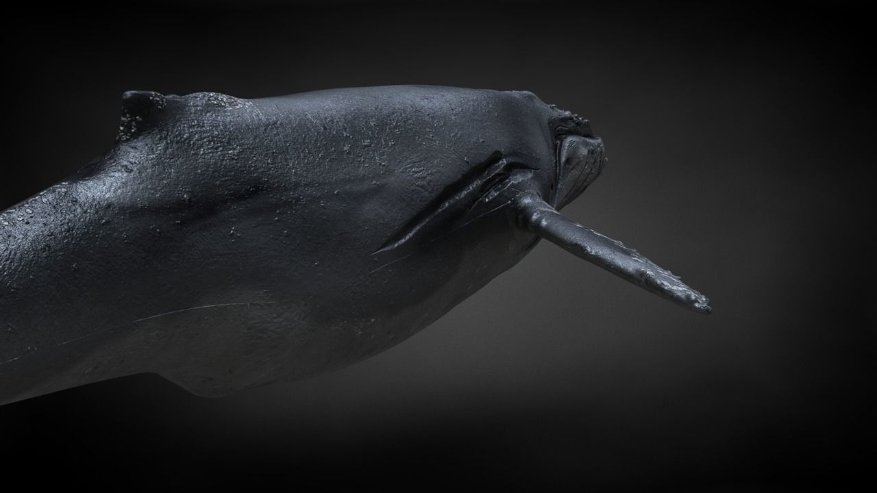 Humpback Whale C4D Rigged 3D model_21
