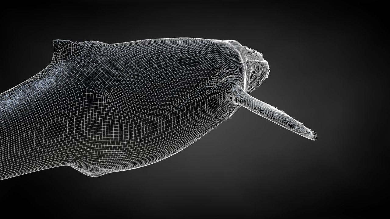 Humpback Whale C4D Rigged 3D model_34