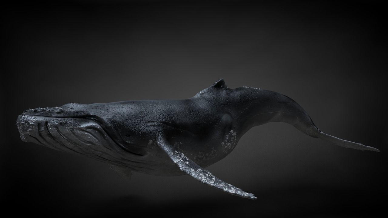 Humpback Whale C4D Rigged 3D model_4