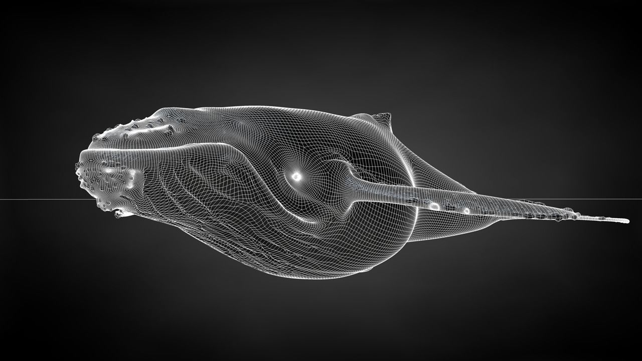 Humpback Whale C4D Rigged 3D model_28