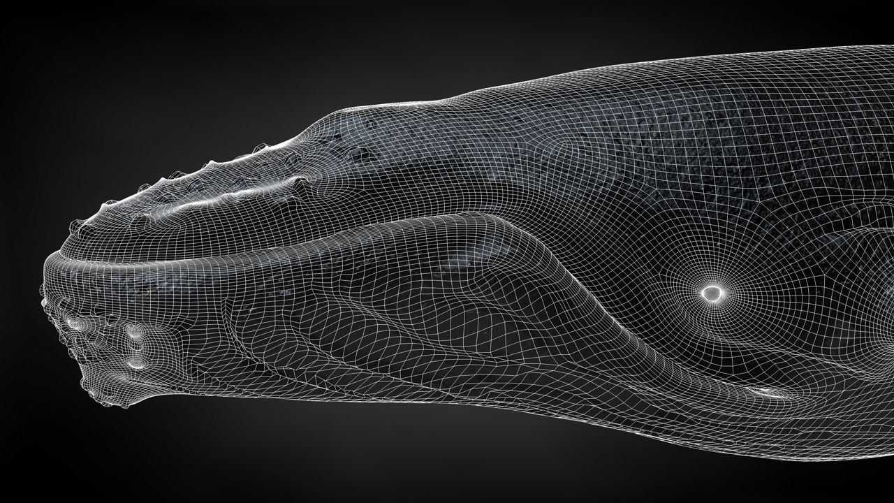 Humpback Whale C4D Rigged 3D model_31