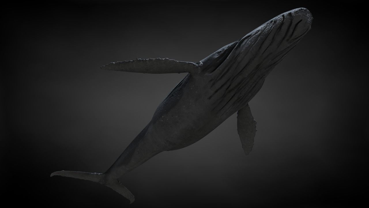 Humpback Whale C4D Rigged 3D model_25