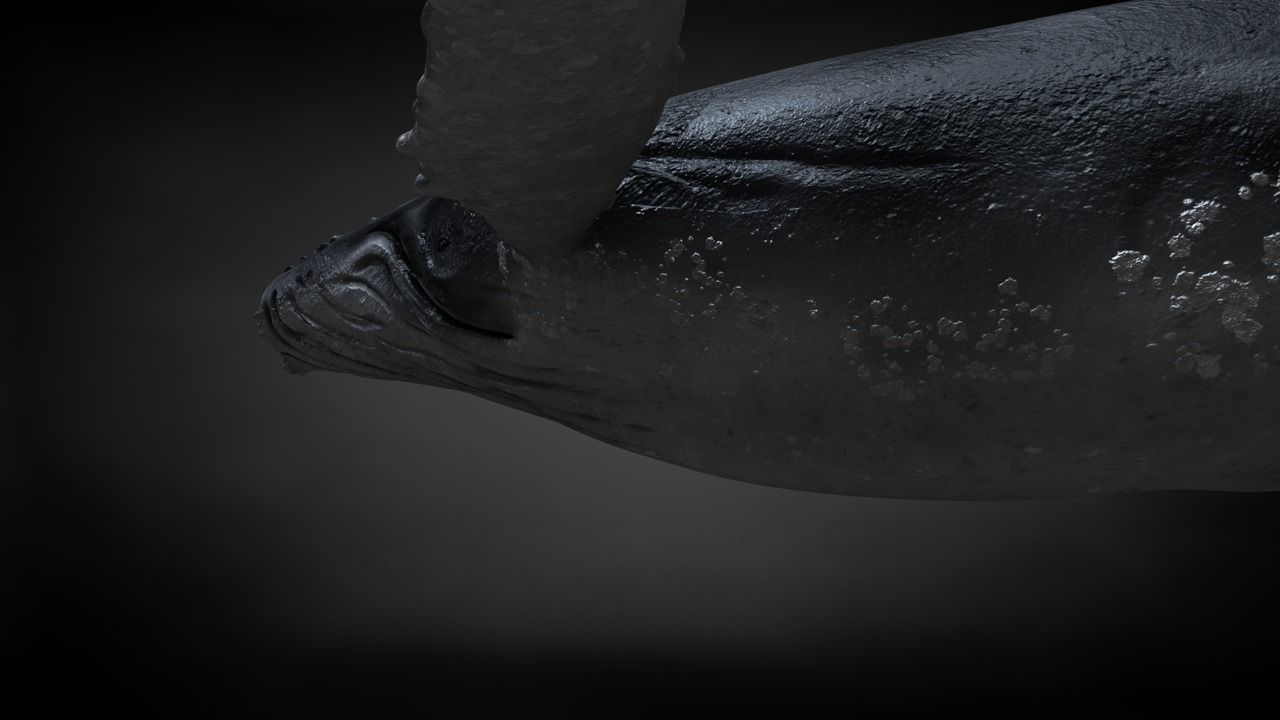 Humpback Whale C4D Rigged 3D model_27