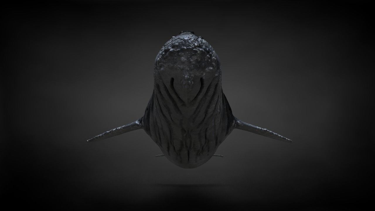 Humpback Whale C4D Rigged 3D model_26