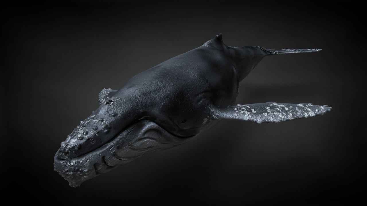 Humpback Whale C4D Rigged 3D model_16