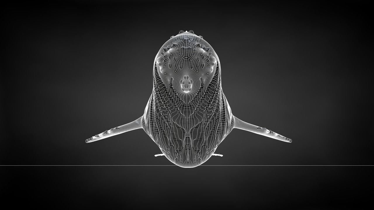 Humpback Whale C4D Rigged 3D model_39