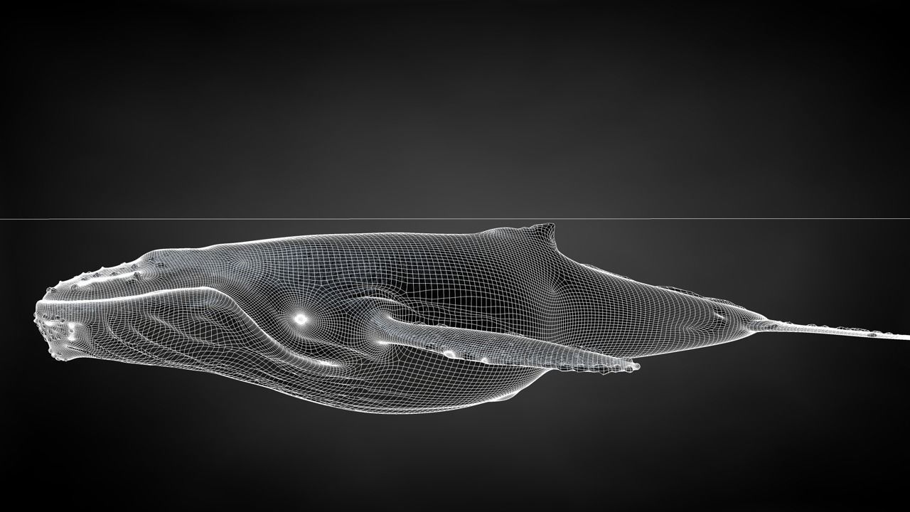 Humpback Whale C4D Rigged 3D model_30