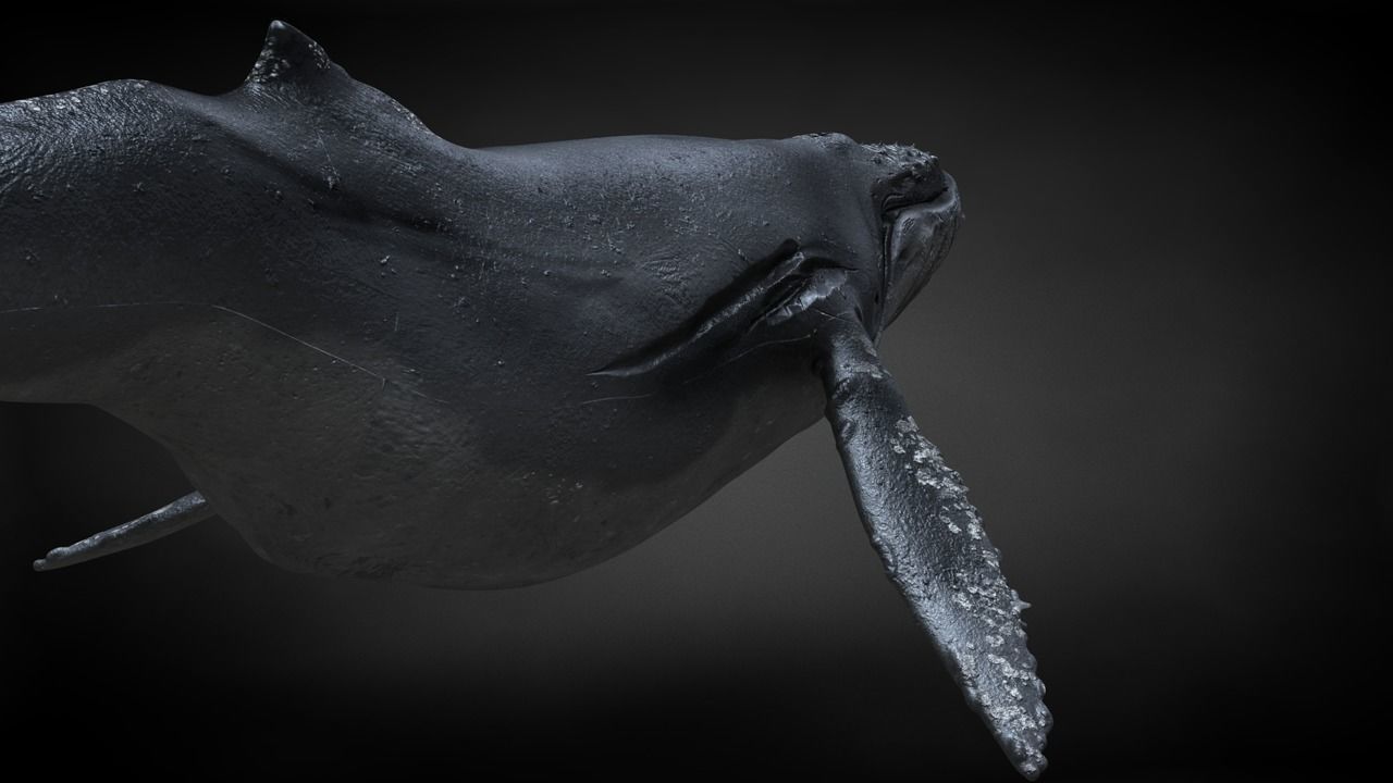 Humpback Whale C4D Rigged 3D model_8