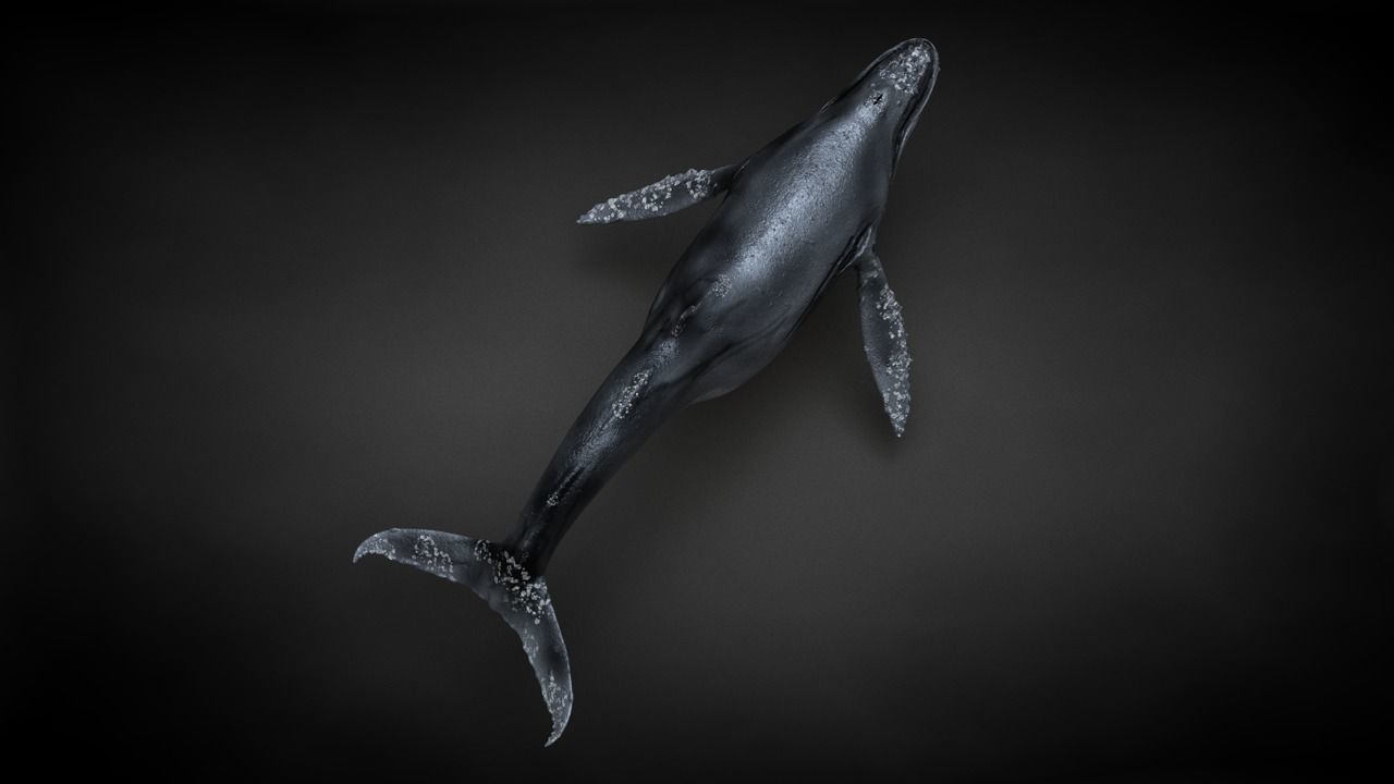 Humpback Whale C4D Rigged 3D model_10
