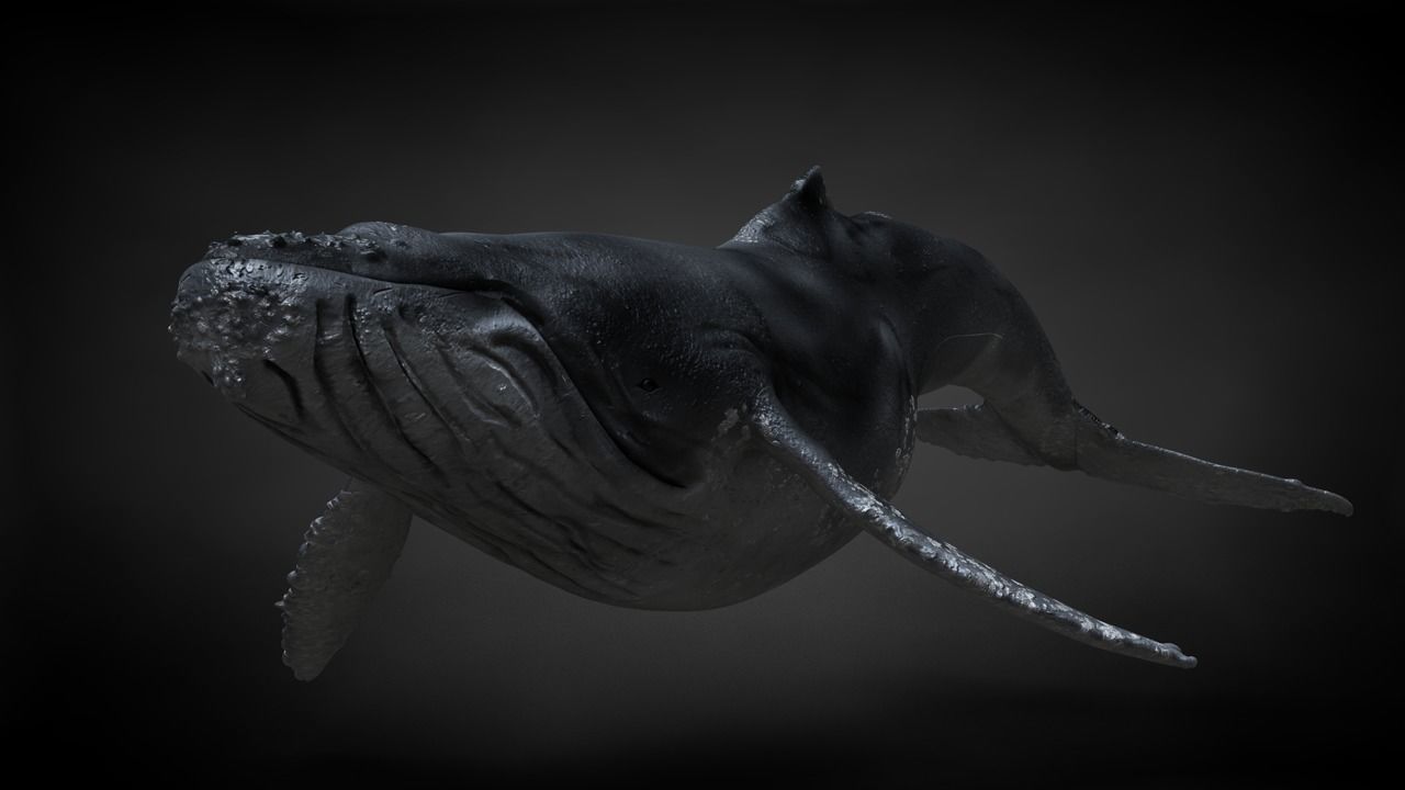 Humpback Whale C4D Rigged 3D model_3
