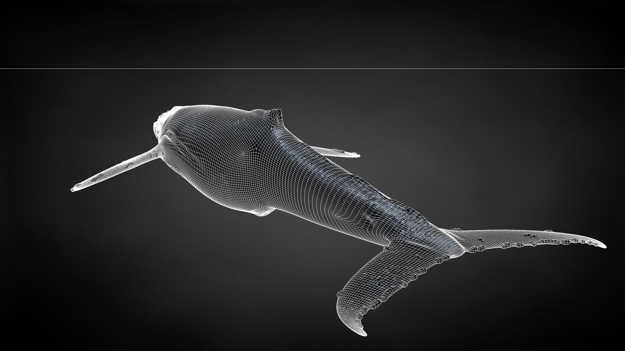 Humpback Whale C4D Rigged 3D model_37