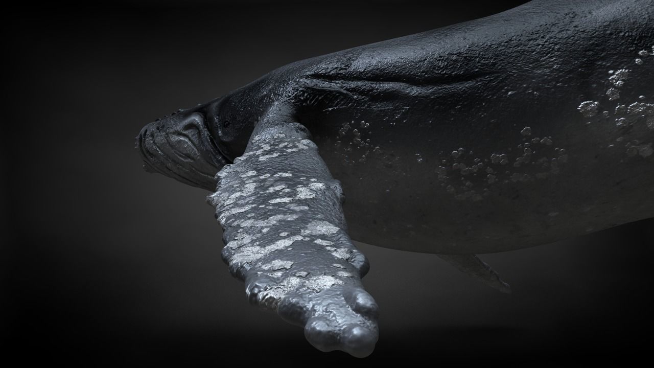 Humpback Whale C4D Rigged 3D model_14
