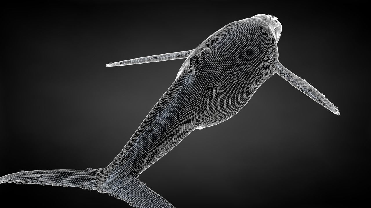 Humpback Whale C4D Rigged 3D model_33