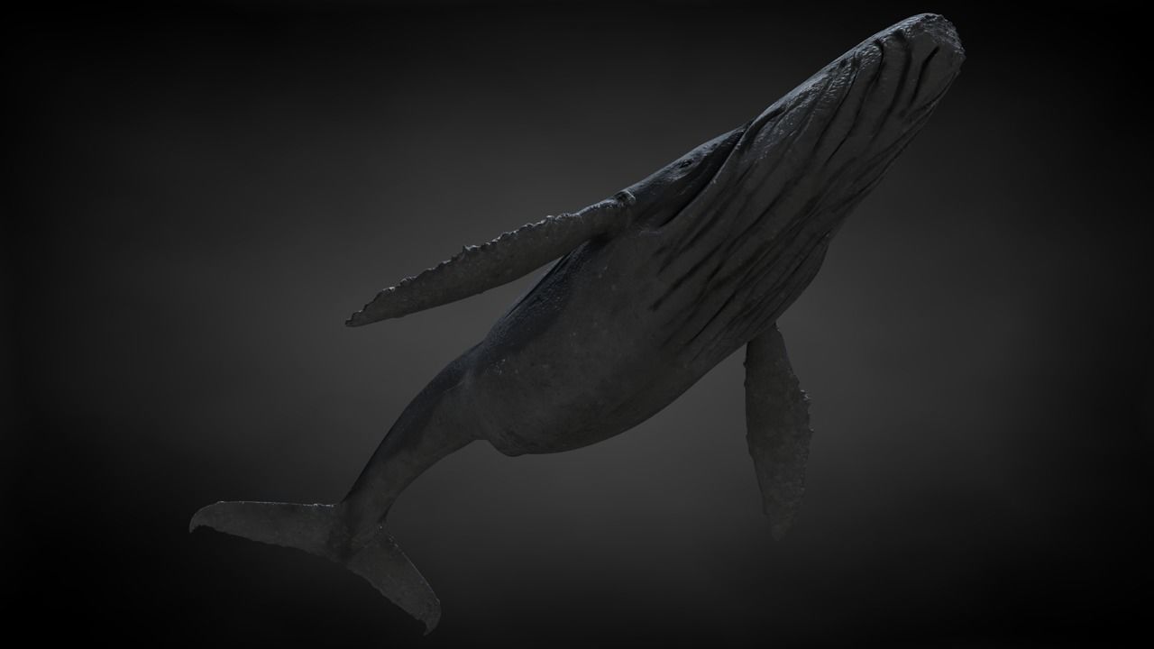 Humpback Whale C4D Rigged 3D model_12