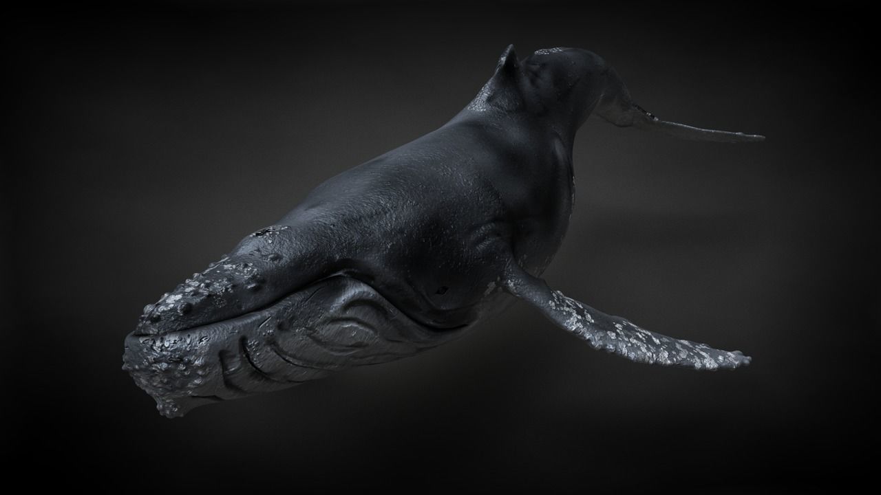 Humpback Whale C4D Rigged 3D model_0