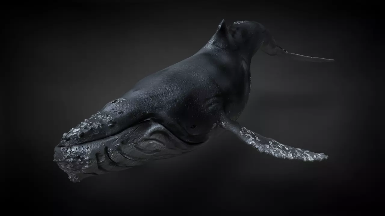 Humpback Whale C4D Rigged 3D model_0