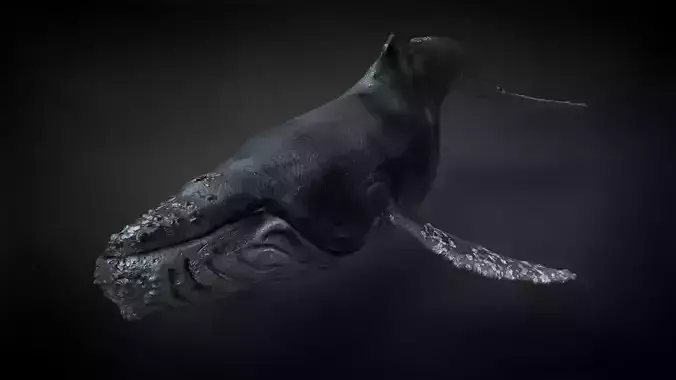 Humpback Whale C4D Rigged 3D model